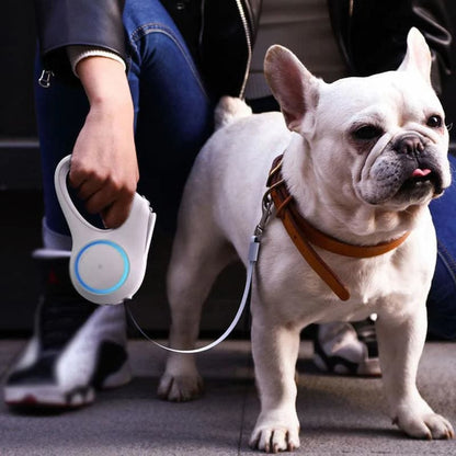 Lighteme dog leash for night walks