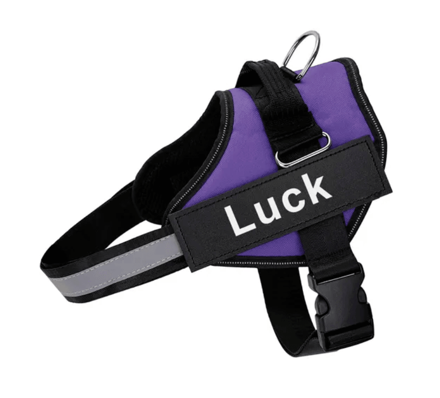 Lighteme Personalised Dog Harness