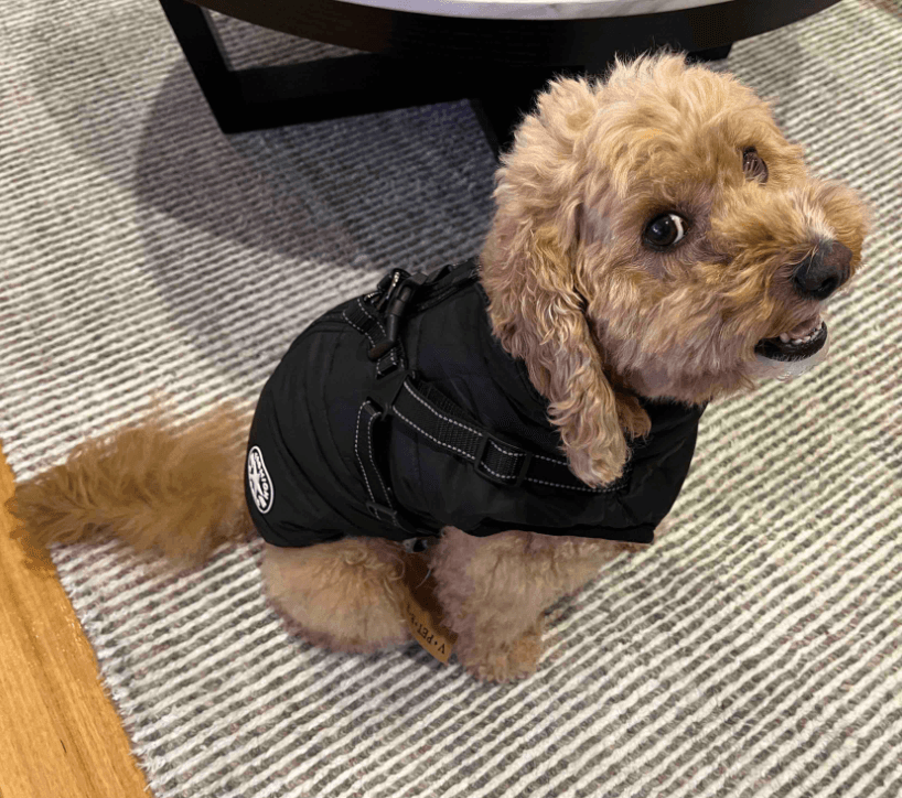 Lighteme 3 in 1 Dog Harness Jacket