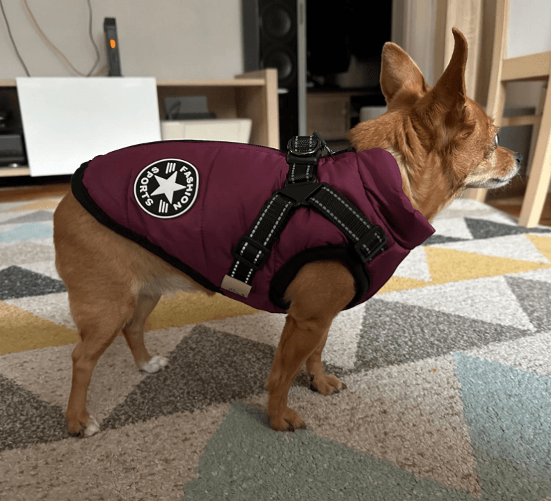 Lighteme 3 in 1 Dog Harness Jacket