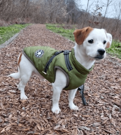 Lighteme 3 in 1 Dog Harness Jacket