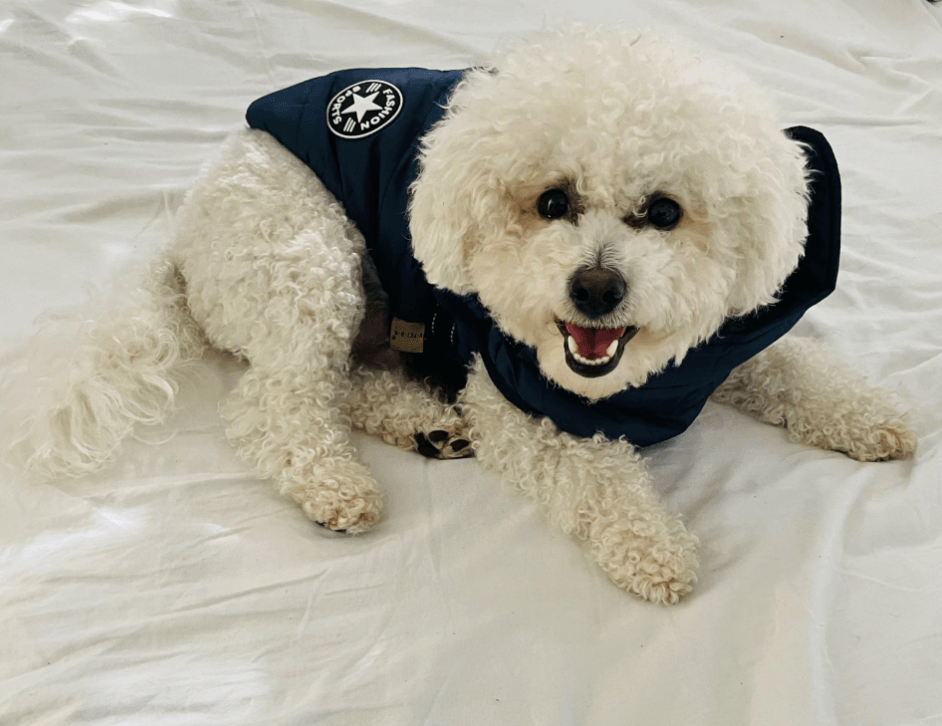 Lighteme 3 in 1 Dog Harness Jacket