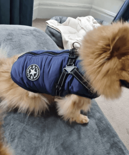 Lighteme 3 in 1 Dog Harness Jacket