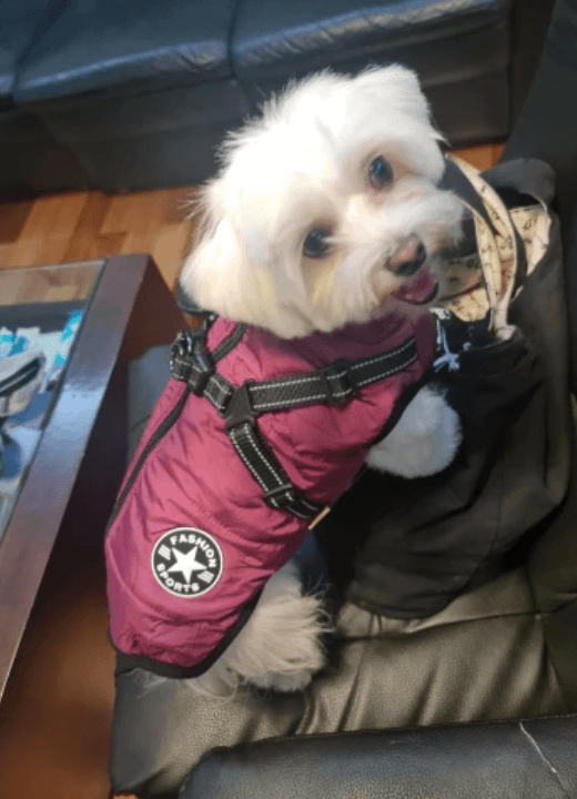 Lighteme 3 in 1 Dog Harness Jacket