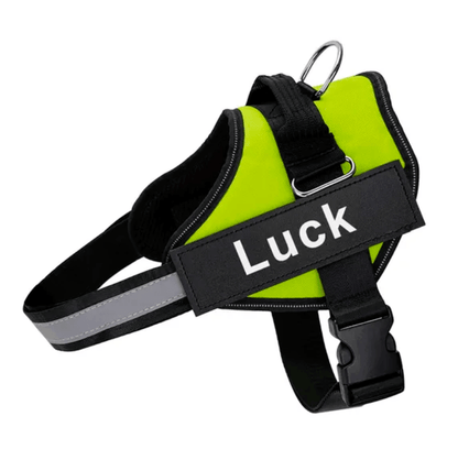 Lighteme Personalised Dog Harness