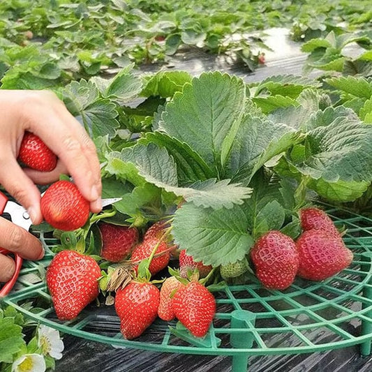 Lighteme Strawberry Planting Frame | BUY 2 GET 1 FREE (3PCS)