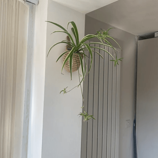 Lighteme Hanging Wall Planters | BUY 1 GET 1 FREE (2PCS)